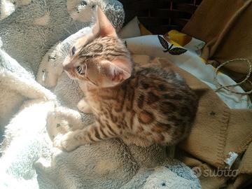 Dolcissima Gattina Bengala con pedegree #breeding