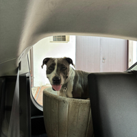 Cucciola amstaff