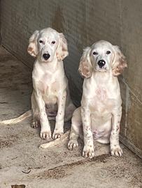 Setter