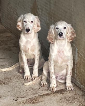 Setter