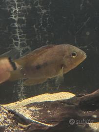 Heros scitulus