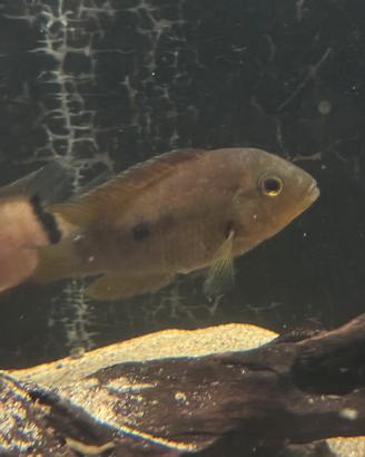 Heros scitulus