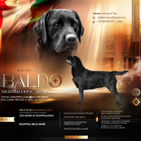 Labrador per accoppiamento