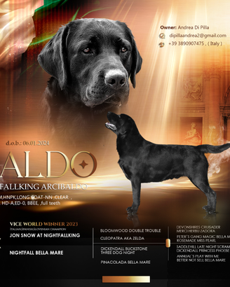 Labrador per accoppiamento