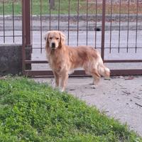 Golden Retriever Americano per accoppiamento