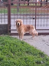 Golden Retriever Americano per accoppiamento