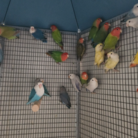 Inseparabili roseicollis