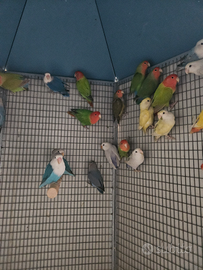 Inseparabili roseicollis