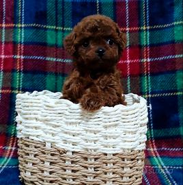 Barboncini red intenso mini toy asiatici