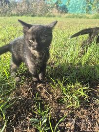 Splendide gattine
