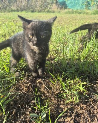 Splendide gattine