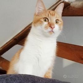 Gatto sterilizzato mix scottish/sphynx(test pkd)