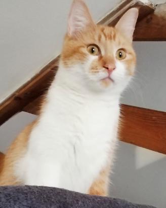 Gatto sterilizzato mix scottish/sphynx(test pkd)