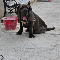 Mastino napoletano femmina per monta