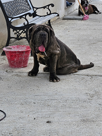 Mastino napoletano femmina per monta
