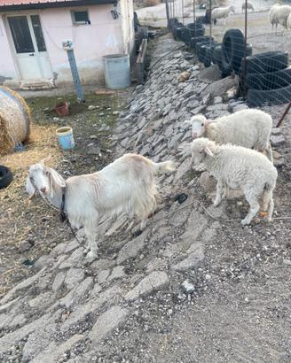 Capre e capretti