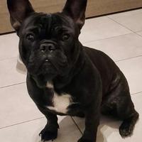 Bulldog francese per accoppiamento