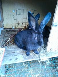 Gigante delle fiandre