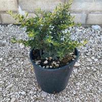 piante da bordatura e siepe 