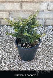 piante da bordatura e siepe 