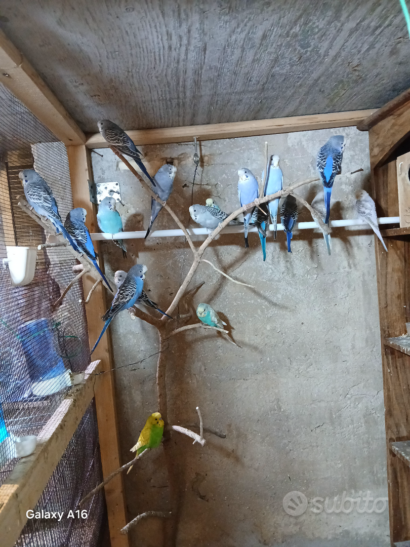 Cocorite - Animali In vendita a Siracusa