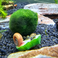 Set Lumache Acquario acqua dolce Physa Lymnaea