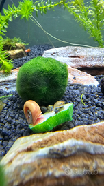 Set Lumache Acquario acqua dolce Physa Lymnaea