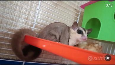 Petauro dello zucchero