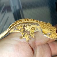 Baby geco Ciliatus full Pin, teca, insetti