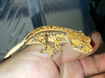 Baby geco Ciliatus full Pin, teca, insetti