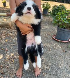 Border collie maschietto con pedigree