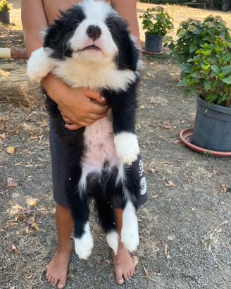 Border collie maschietto con pedigree