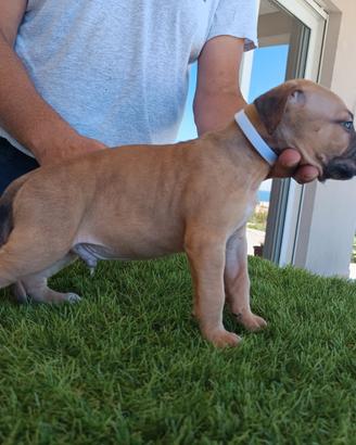 American pit bull terrier maschio fawn