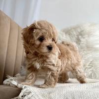 Maltipoo bicolor