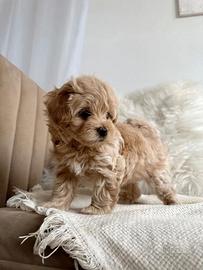 Maltipoo bicolor