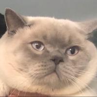 Scottish per Accoppiamento