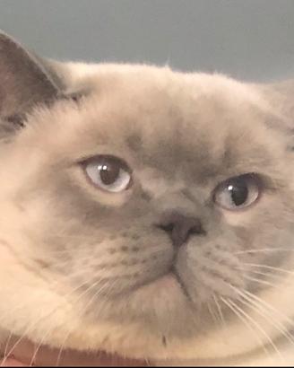 Scottish per Accoppiamento