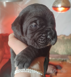 Cane Corso