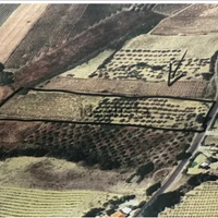 Vendita uliveto e vigneto ben curato