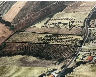 Vendita uliveto e vigneto ben curato