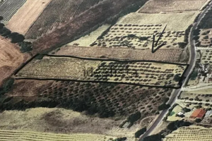 Vendita uliveto e vigneto ben curato