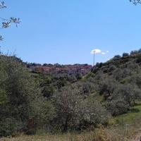 Uliveto a Codrongianos