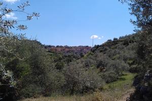 Uliveto a Codrongianos