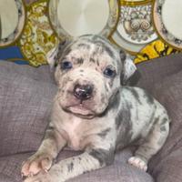 Pitbull