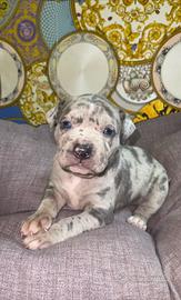 Pitbull