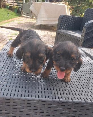 Cuccioli bassotto tedesco pelo lungo