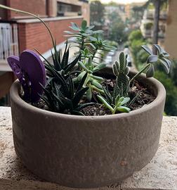 Composizione di piante grasse in vaso di terracott