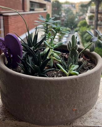 Composizione di piante grasse in vaso di terracott