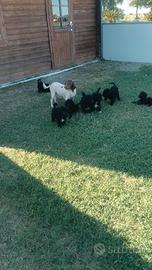 Disponibili cuccioli di Lagoodle, età 3 mesi