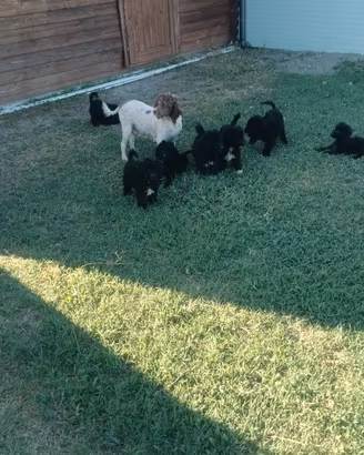 Disponibili cuccioli di Lagoodle, età 3 mesi